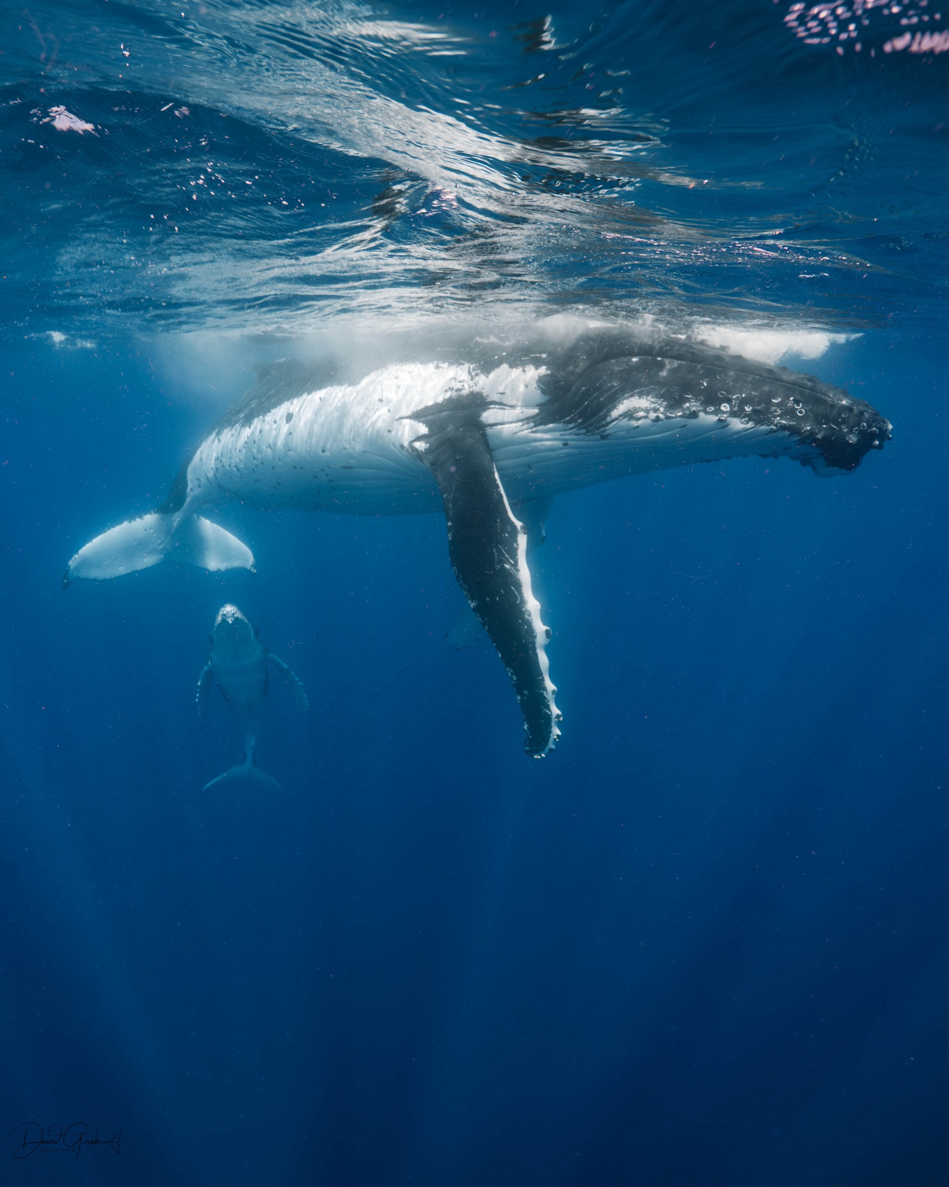 A humpback whale near the surface with a tiny snorkeller silhouetted beside it showing the scale