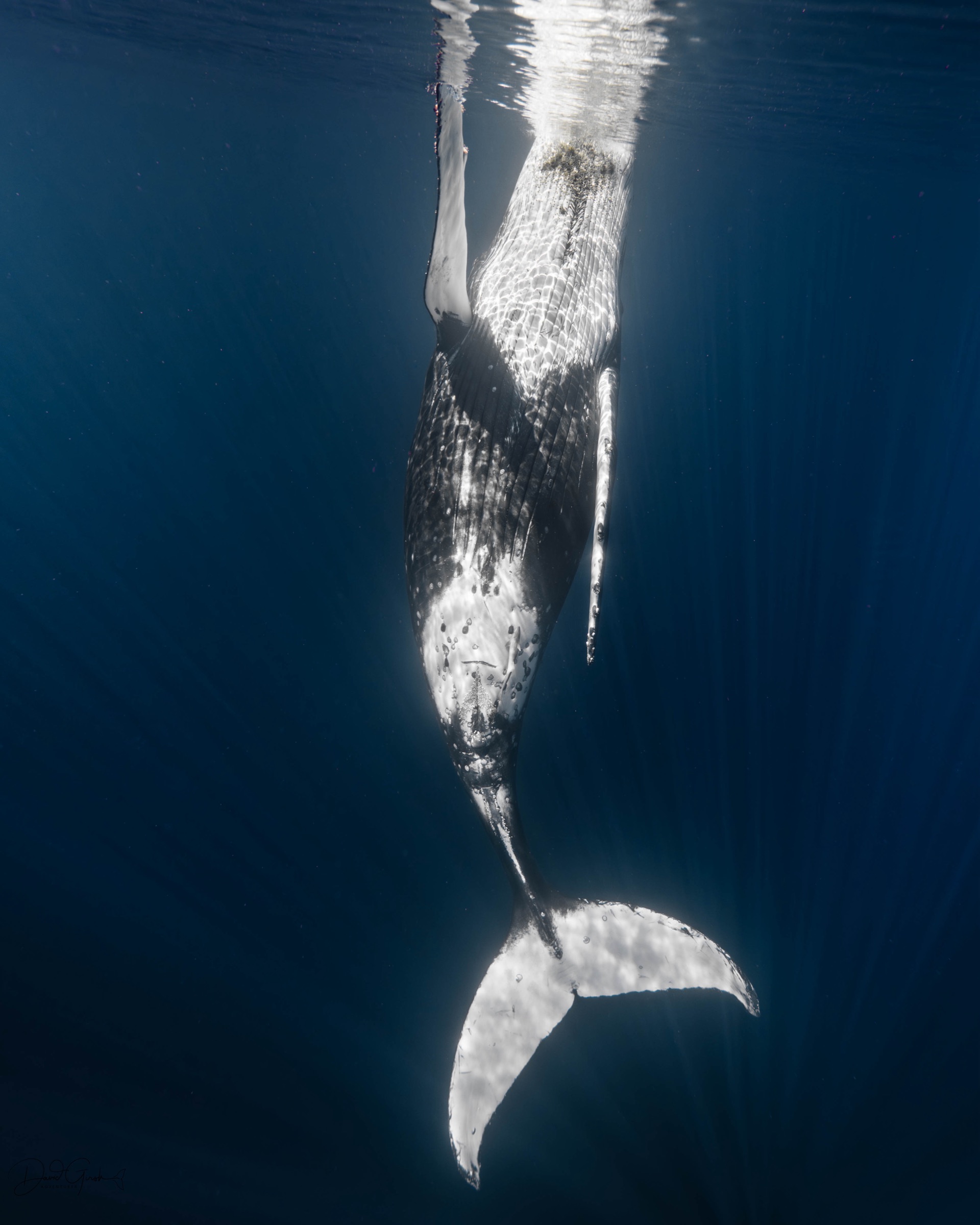 A humpback whale hanging vertically in the blue with its tail toward the surface