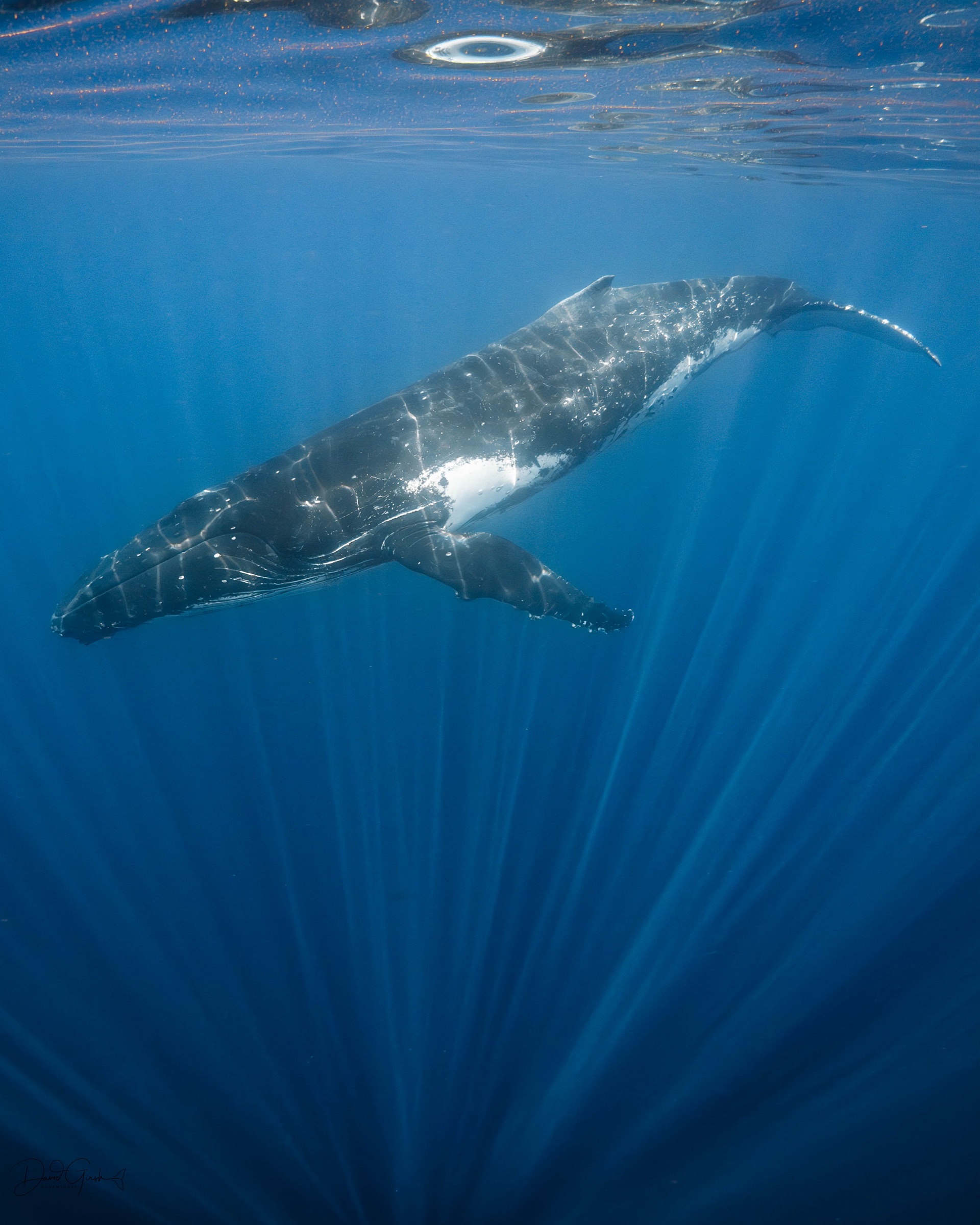 A humpback whale cruising just beneath the surface with sunlight fanning down through the water, Vava'u, Tonga