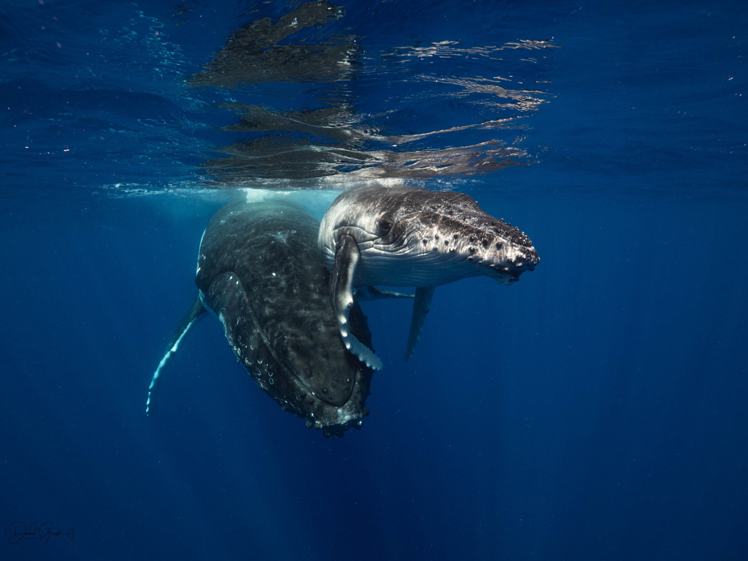 A humpback mother and calf resting together just beneath the surface in bright blue water