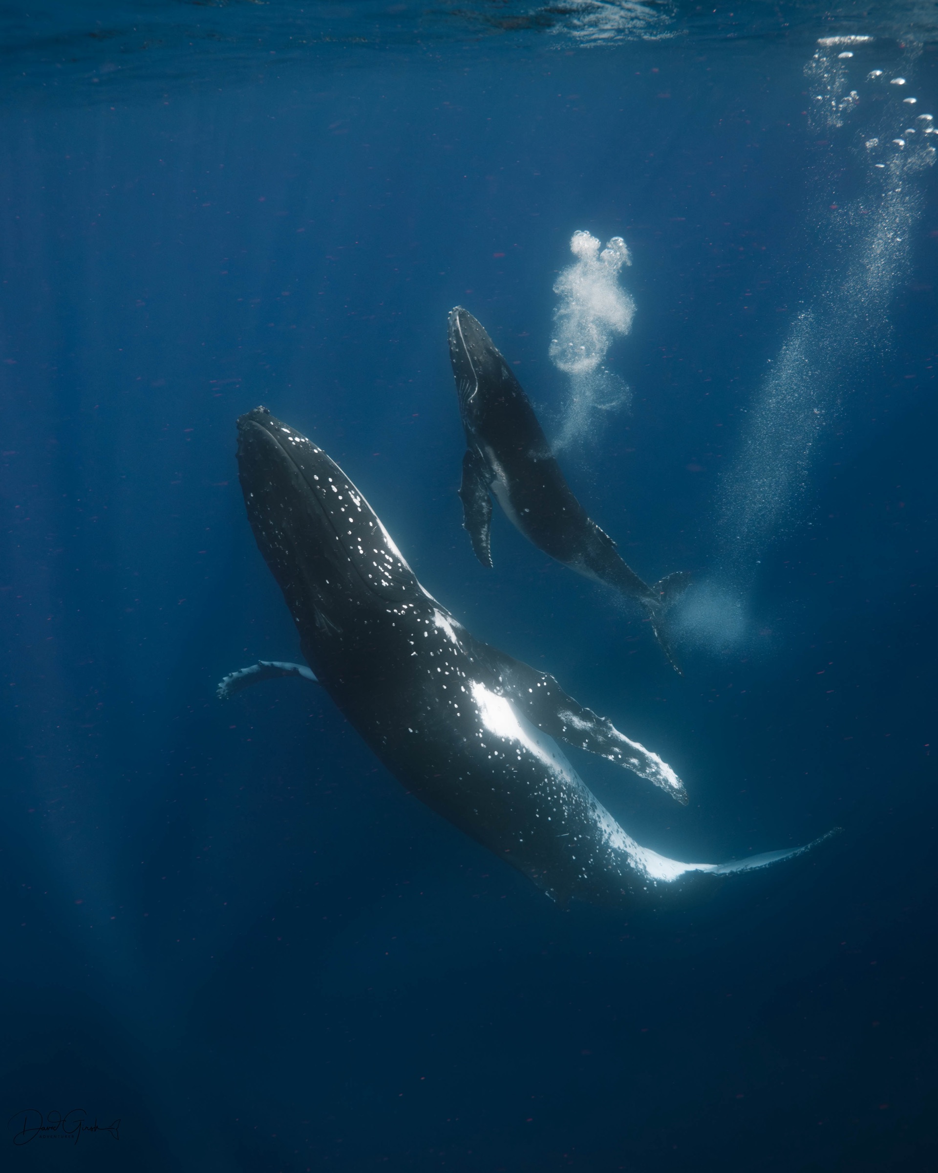Two humpback whales together in deep blue water below the surface