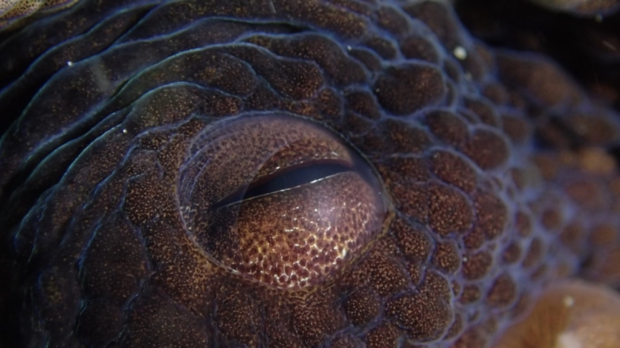 Extreme close-up of an octopus eye