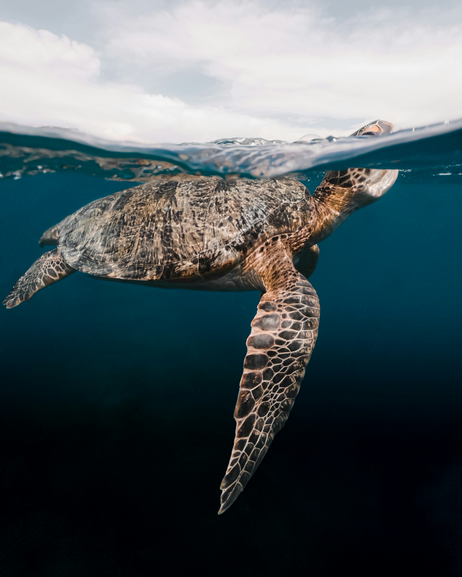 Sea turtle swimming at the surface, medium shot