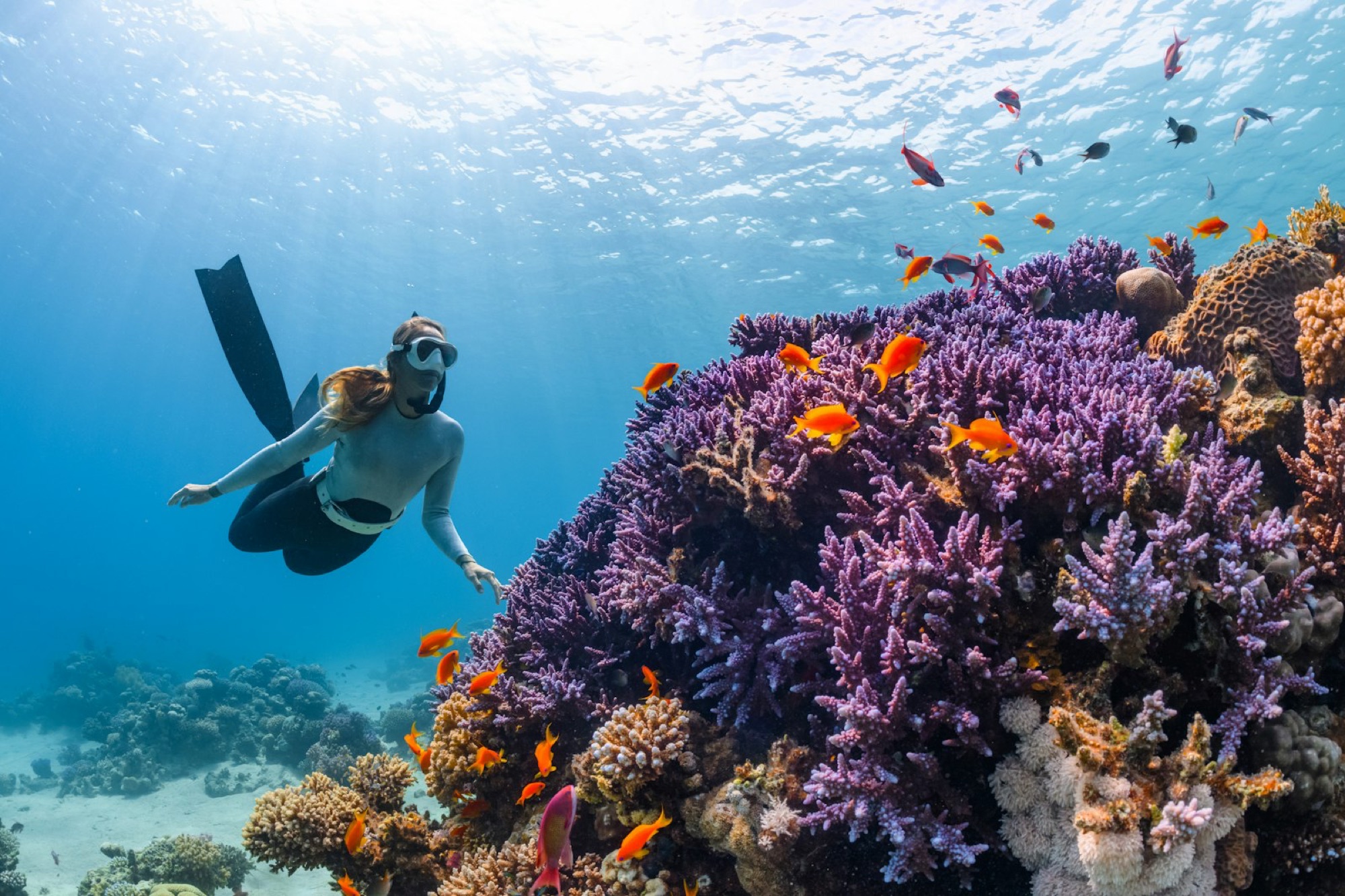 Snorkeller approaching a colourful coral reef, wide shot