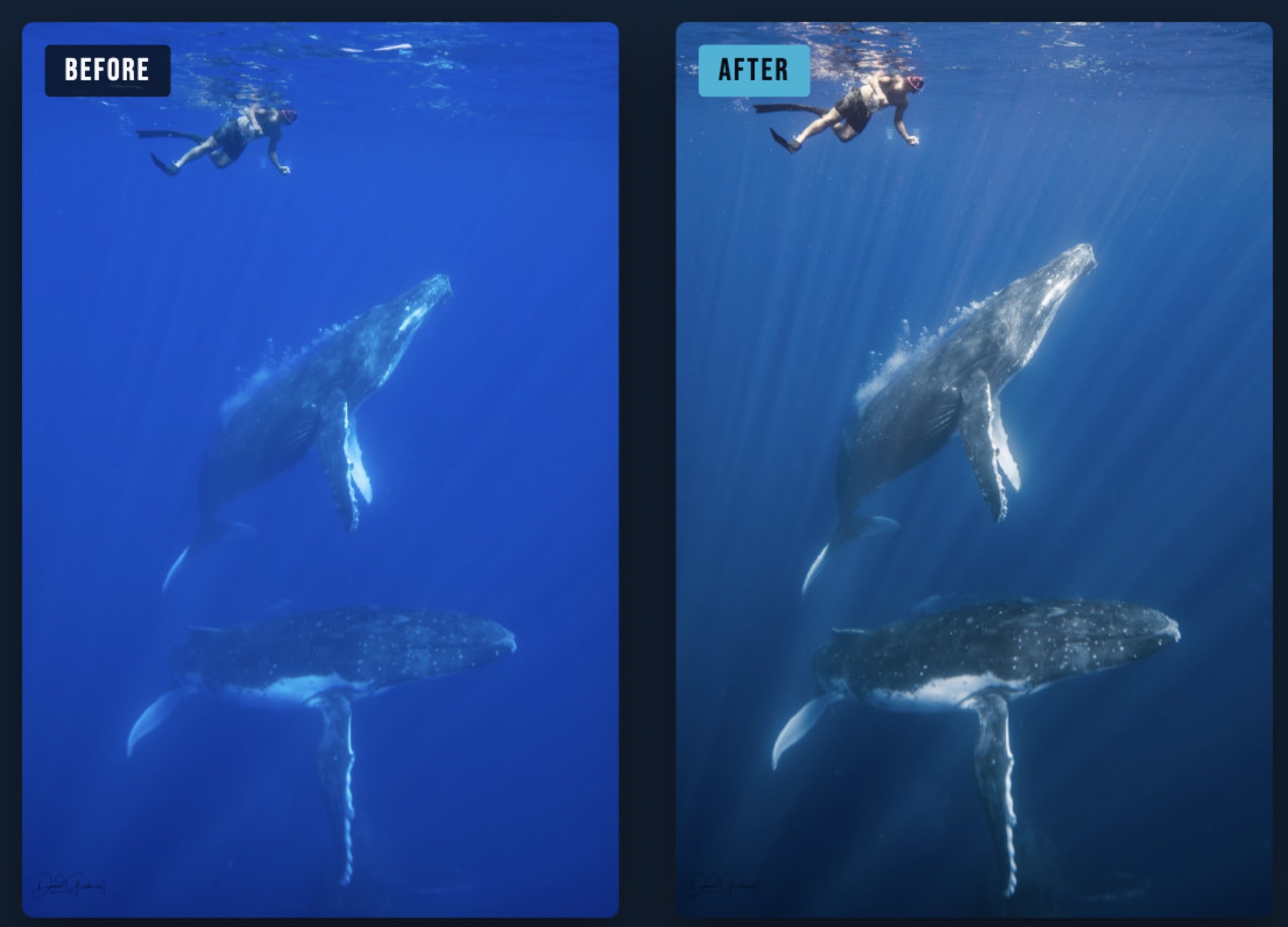 Same whale encounter shown before and after white balance and colour correction