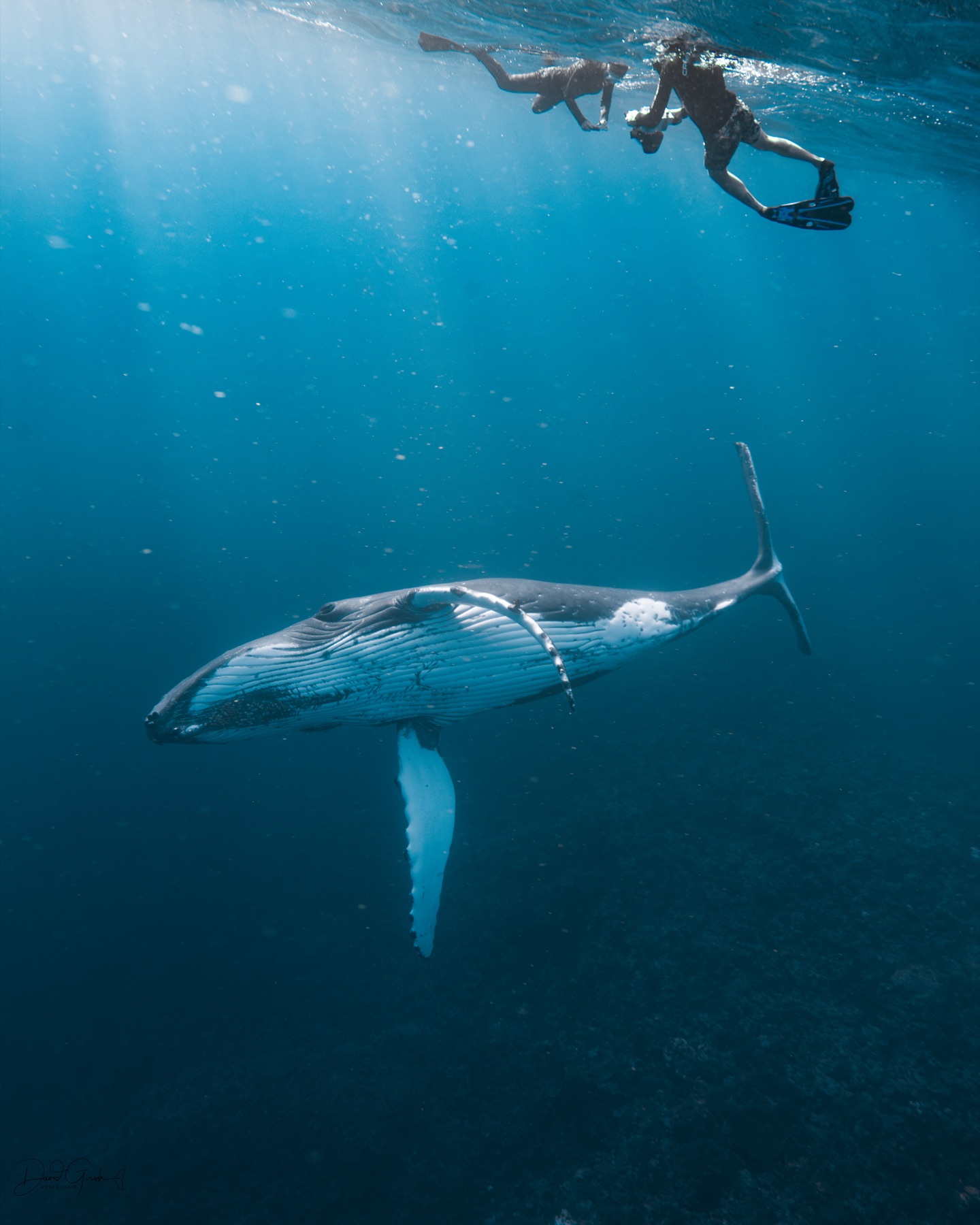 Snorkellers approaching a humpback whale underwater, Vava'u Tonga