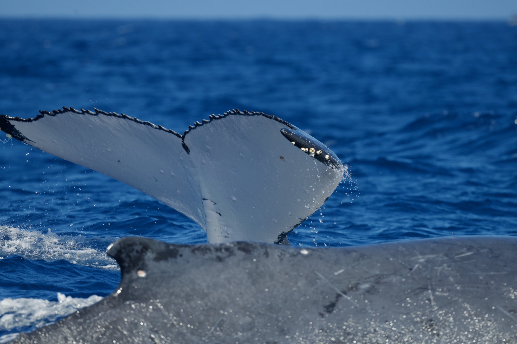Photographing a humpback whale tail fluke for identification, Vava'u Tonga