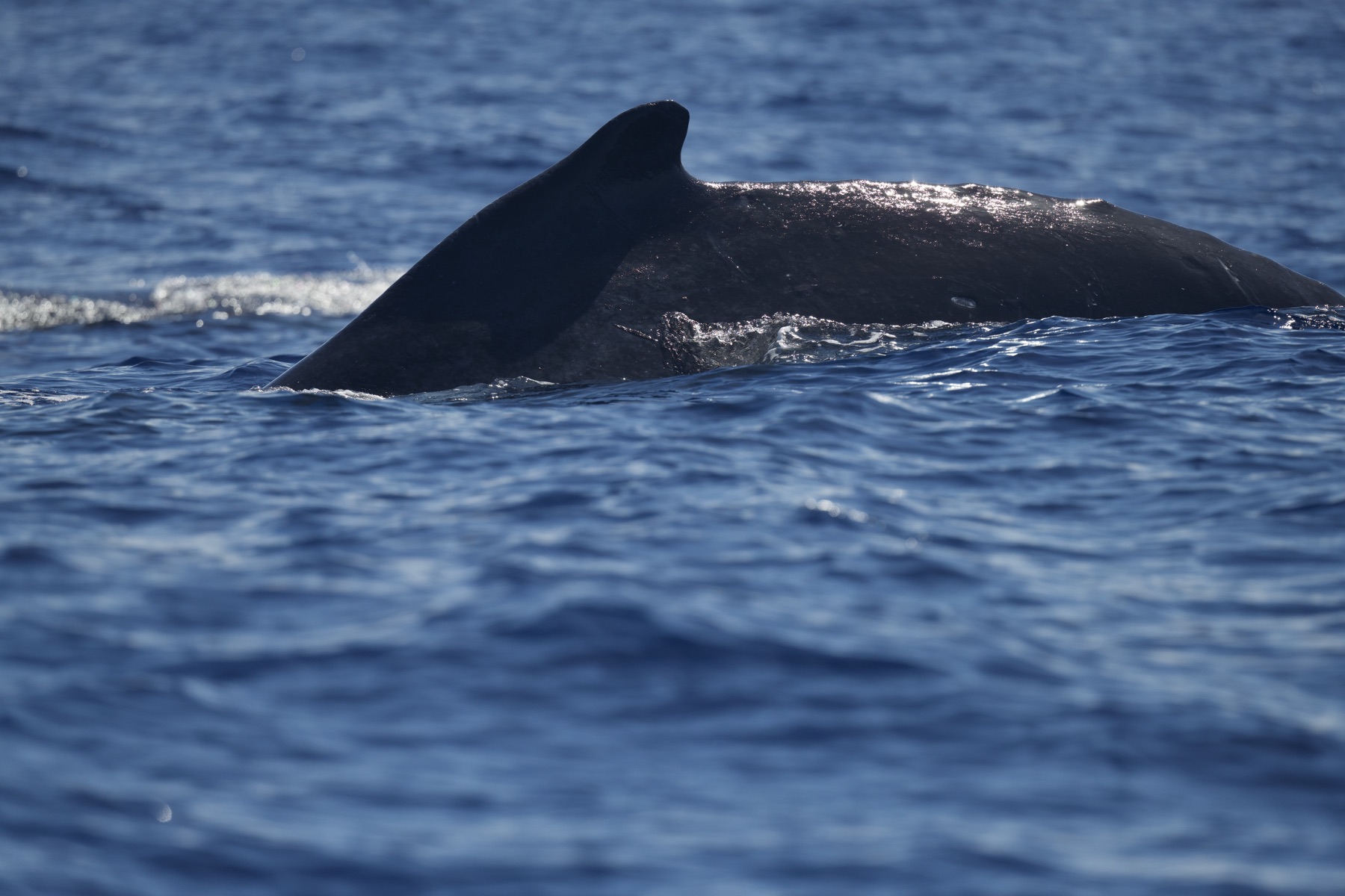 Whale fluke identification photography, Vava'u Tonga