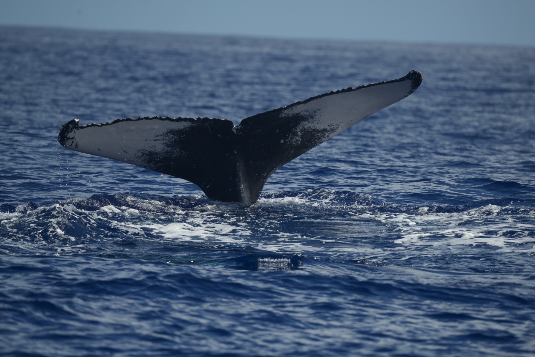 Underwater whale identification photography, Vava'u Tonga