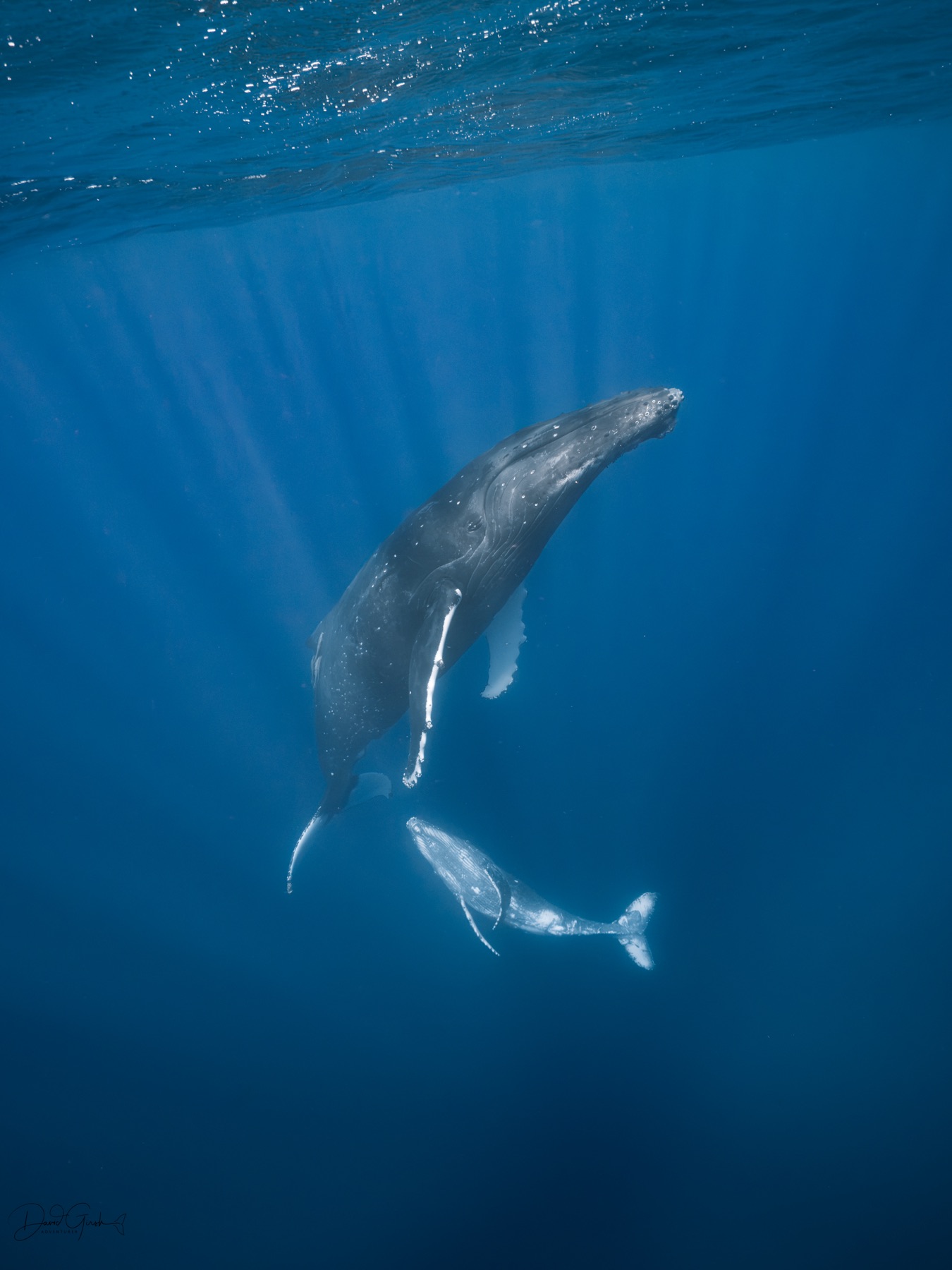 Mother humpback whale and calf in blue water, Vava'u Tonga