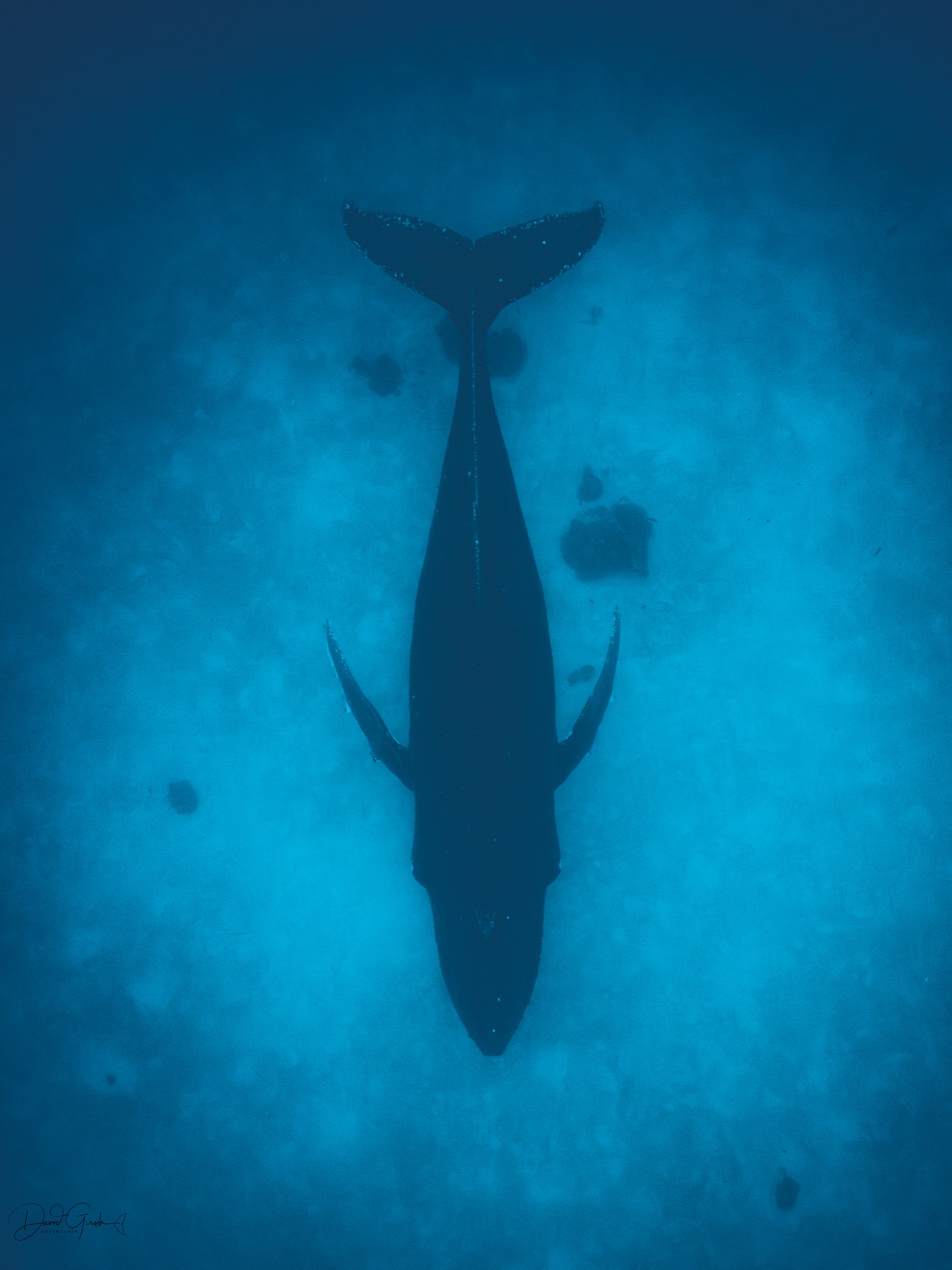 A humpback whale tail seen from above, silhouetted in blue water