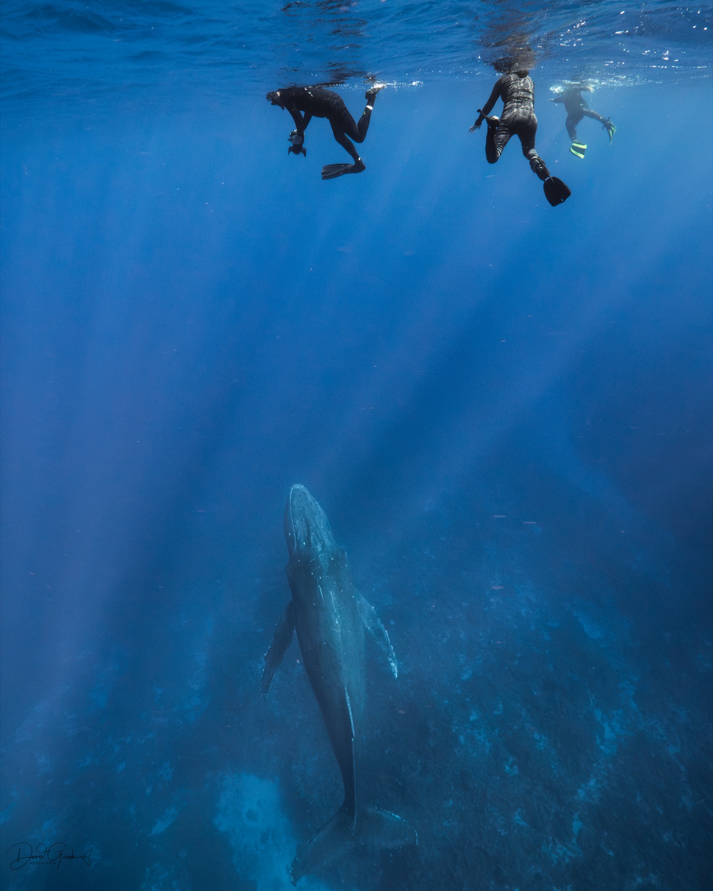 Camera and underwater housing setup during a Tonga whale expedition photography lesson