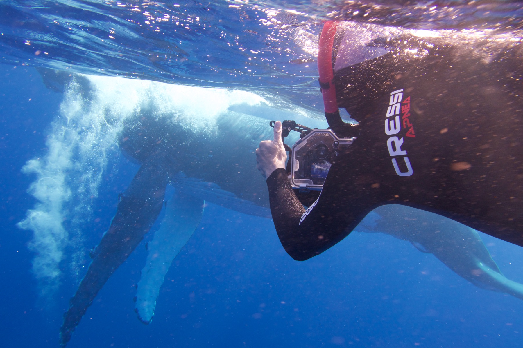 Snorkeller positioning to photograph a humpback whale, Vava'u Tonga