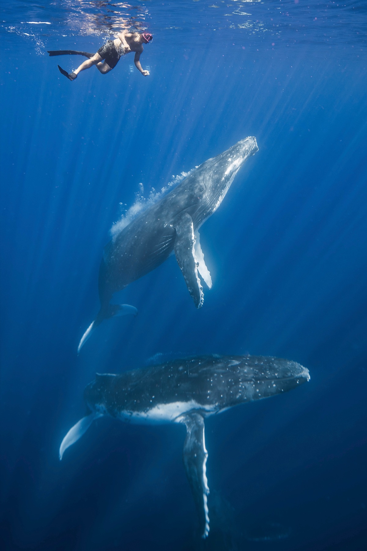 Guest photographing a humpback whale underwater, Vava'u Tonga