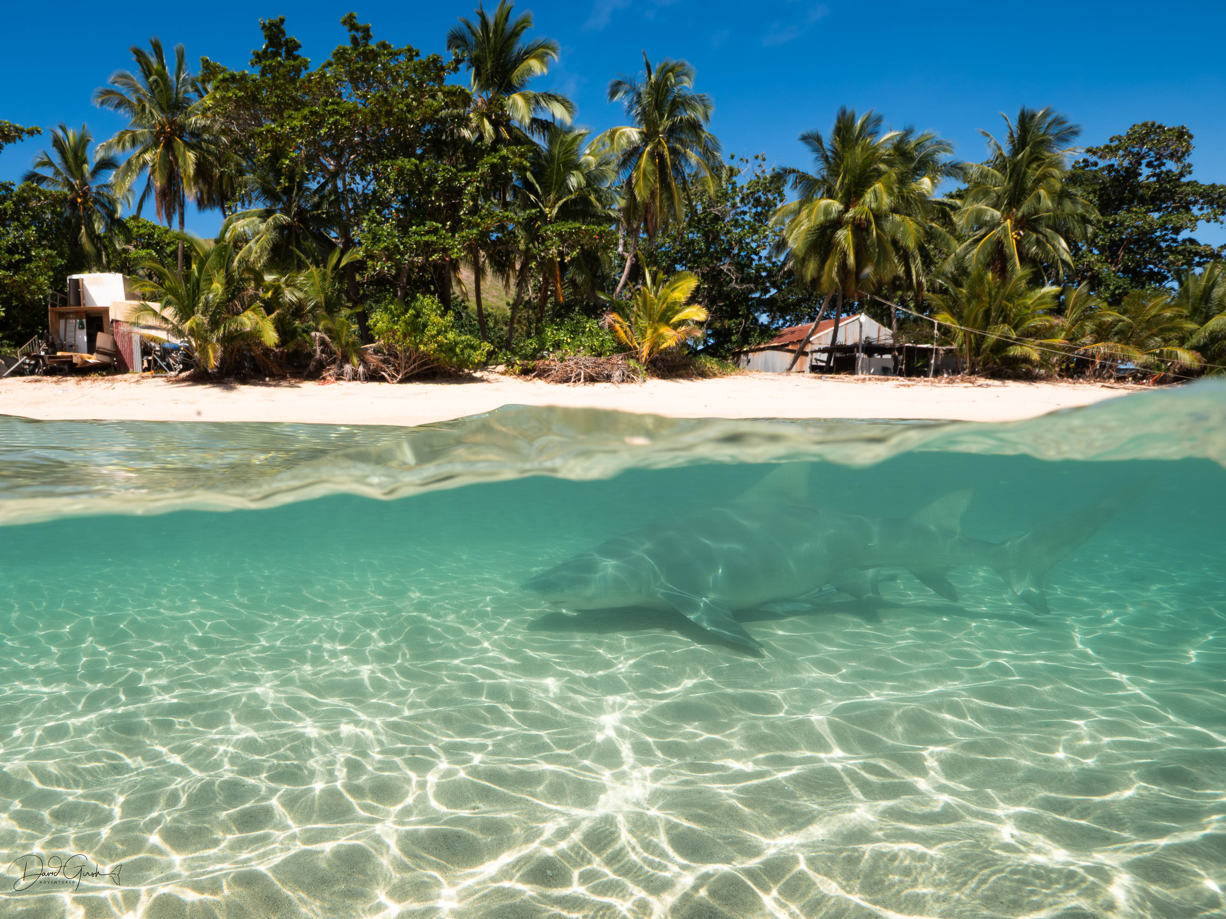 A reef shark passes just off the beach on Mer Island