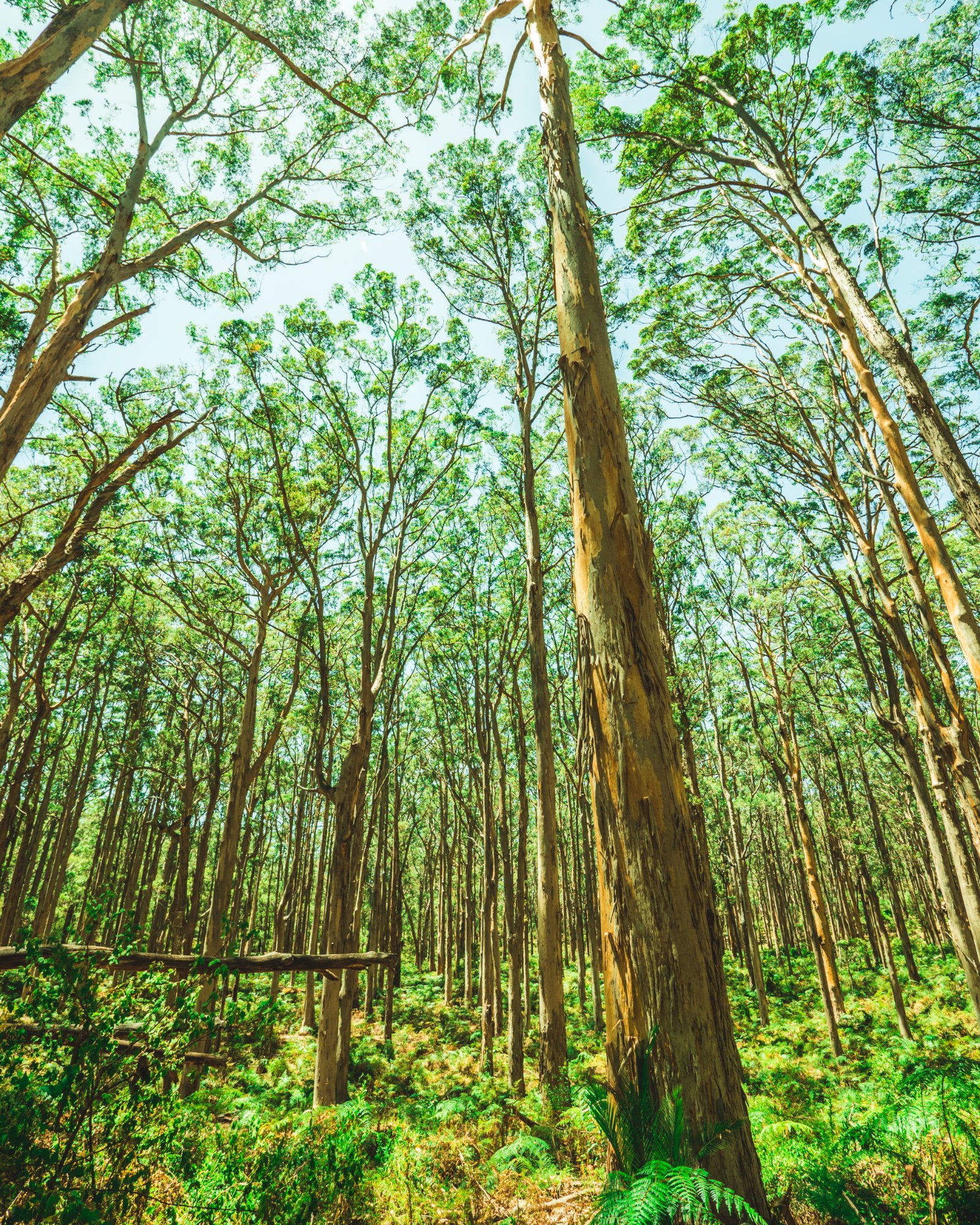 Margaret River karri forest