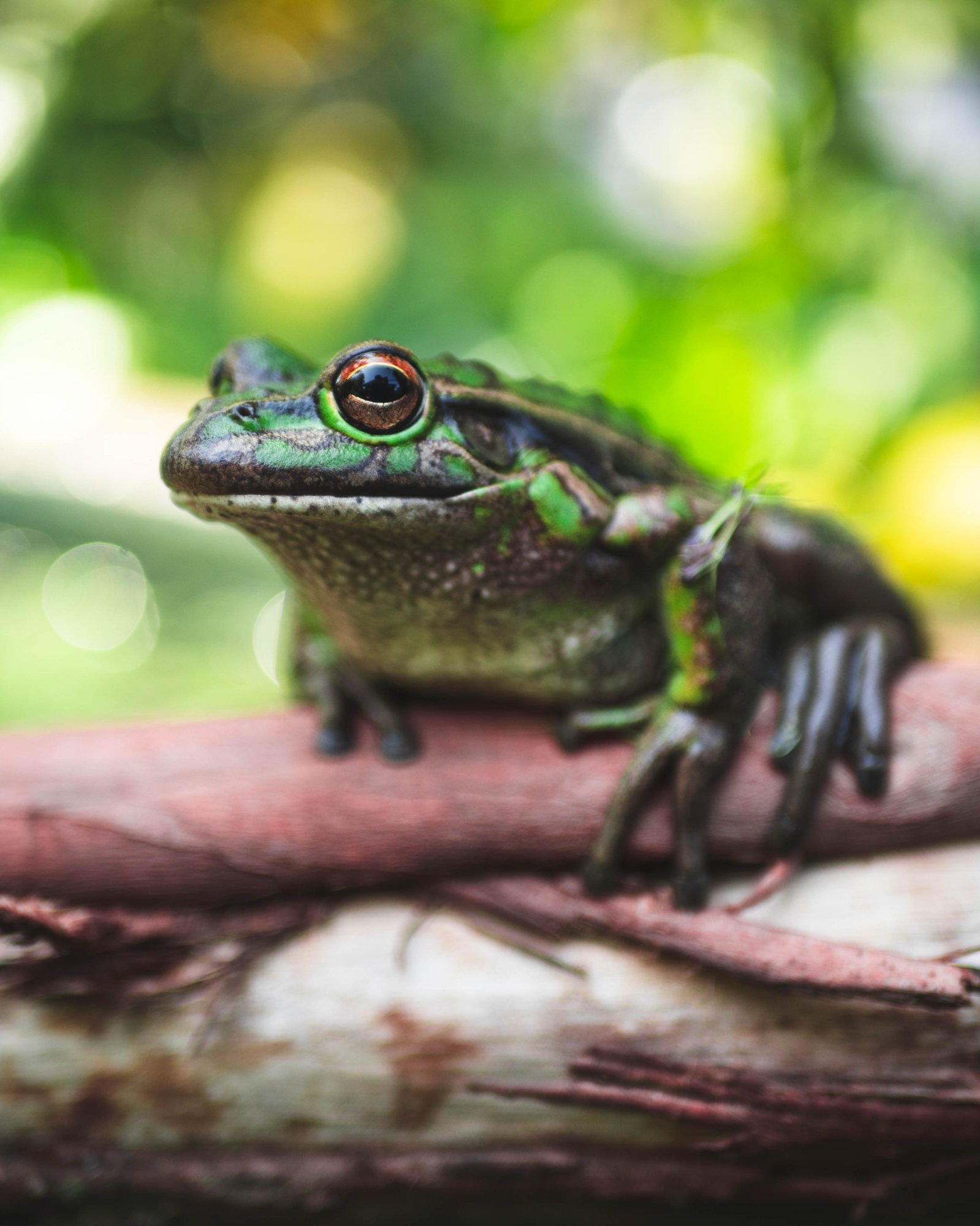 Wildlife in Margaret River